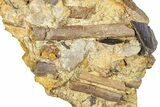 Dinosaur Tendons, Tooth & Gar Scale in Sandstone - Wyoming #370633-1